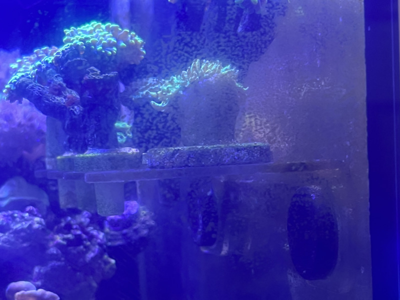 Plastic coated magnets holding reef up in aquarium #1