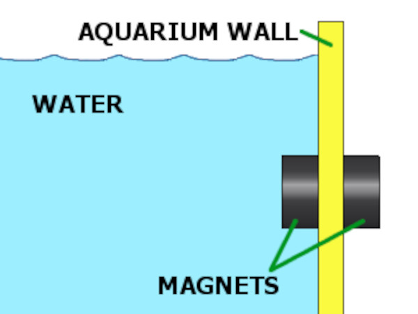 Plastic coated magnets attached to glass aquarium wall